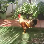 POLLO MAMEY DE 8 MESES