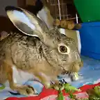 Pelu comiendo 2