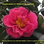 Camellia hibrida ROSALIA DE CASTRO