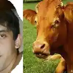 La vaca en celo