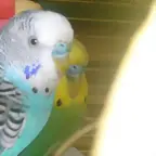 Kito y Perico