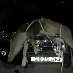 guarrete a la espera