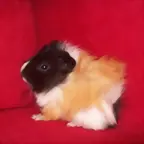 galletita