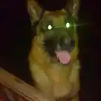 apol el mejor perro que he tenido