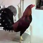 pollo rubio