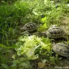 hermannis de frank comiendo escarola