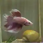 betta blanco