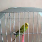 PERIQUITO