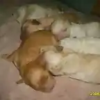 mis perritos