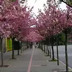 Cerezos japoneses en flor Mieres