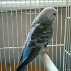 Toma de espaldas de mi perico azul 1