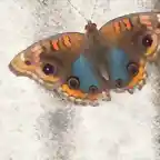 mariposa