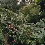 El bosque