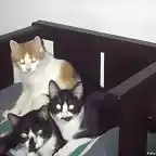 3 gatitos