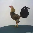 pollo giro