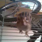 Goku SpiderArdilla