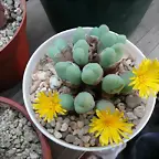 Conophytum sp.1