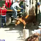 La vaquilla saliendo del toril