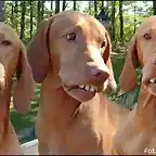 Los perros de Ronaldinho