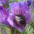 Echium plantagineum