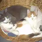 gatos