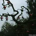 Mata de calabazas, as nacen los hombres calabaza