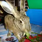 Pelu comiendo 3