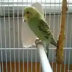 Toma de mi perico verde de lado 1