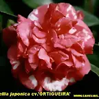 Camellia japonica ORTIGUEIRA