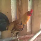 POLLO GIRO VERDE