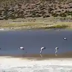 flamencos