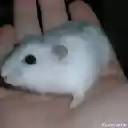 hamster