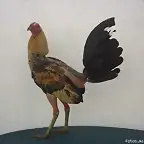 pollo giro pata VERDE