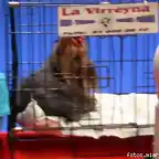 yorki de la  virreyna