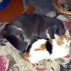 gato y gatita