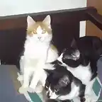 gatitos en el sillon