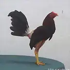 gallo zambo