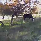 parque con caballo