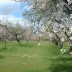 Benimantell, almendros