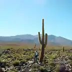 Echinopsis atacamensis ssp.atacamensis