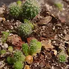 Rebutia Marsoneri