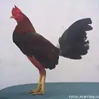 pollo zambo