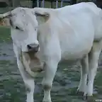 vaca