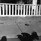 IM4