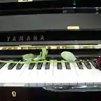 rosa piano