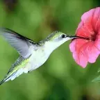 COLIBRI