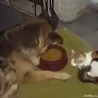 perros y gatos