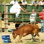 Espectacular salto de la Vaquilla