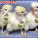 las gallinas..