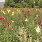 campo de flores